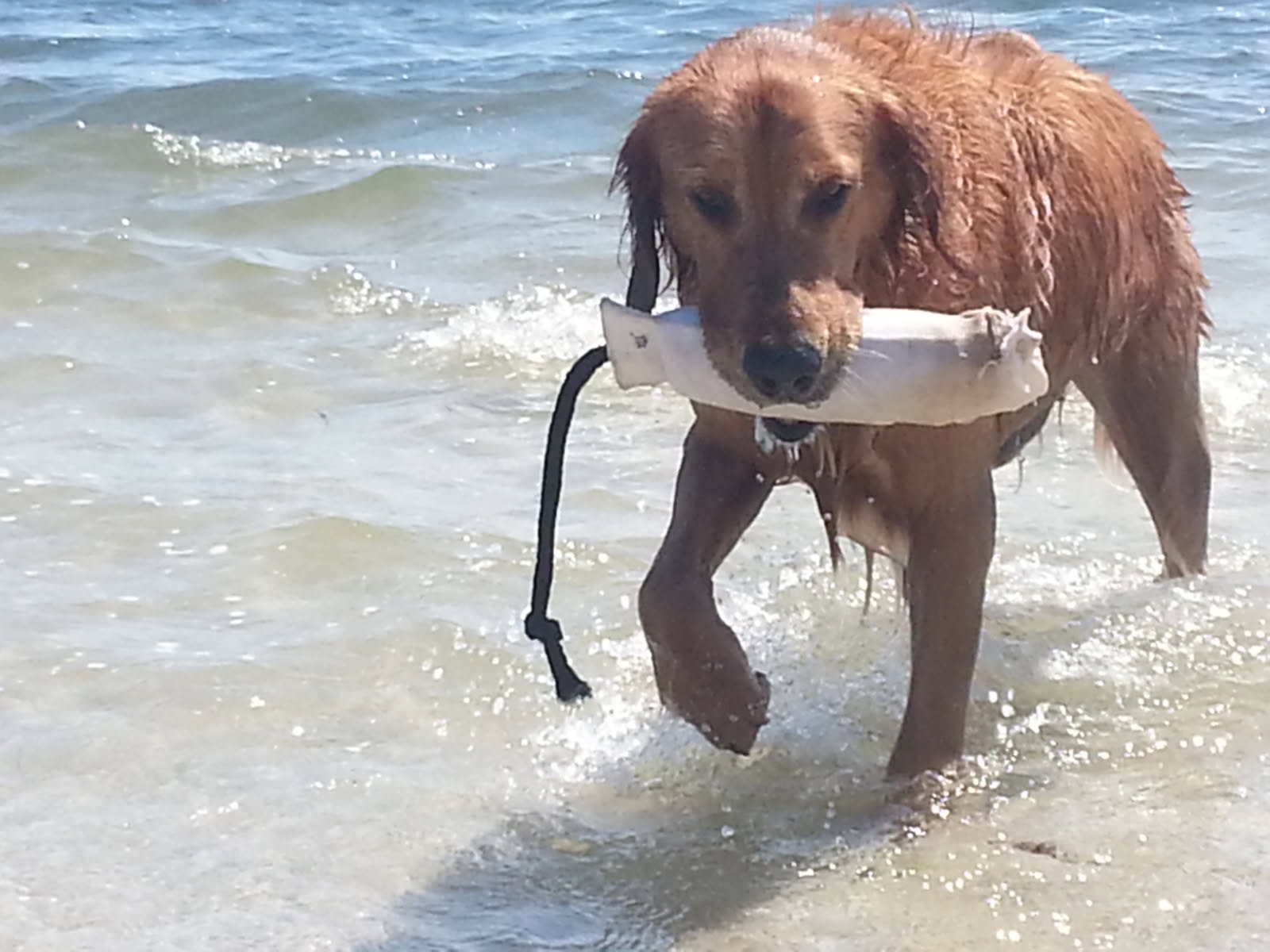 Maxx playing at the beach