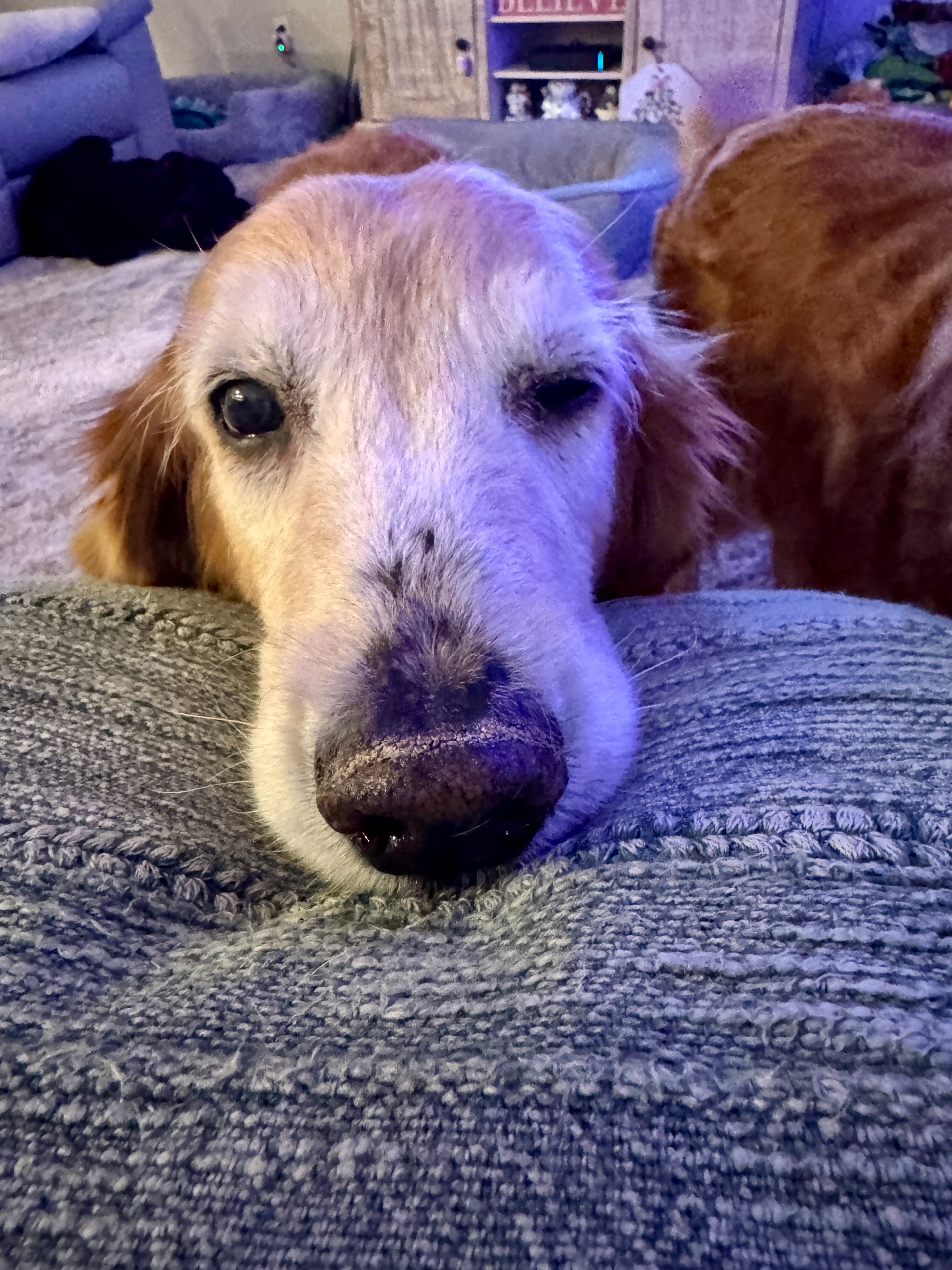 Lexi — Golden Retriever rescue