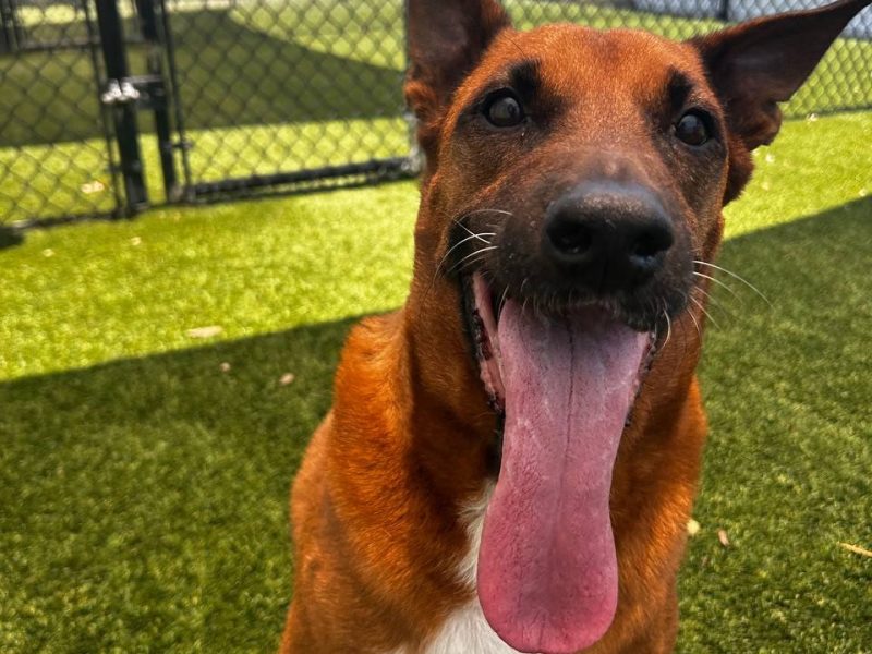 Artie - Foster & Adopter Needed