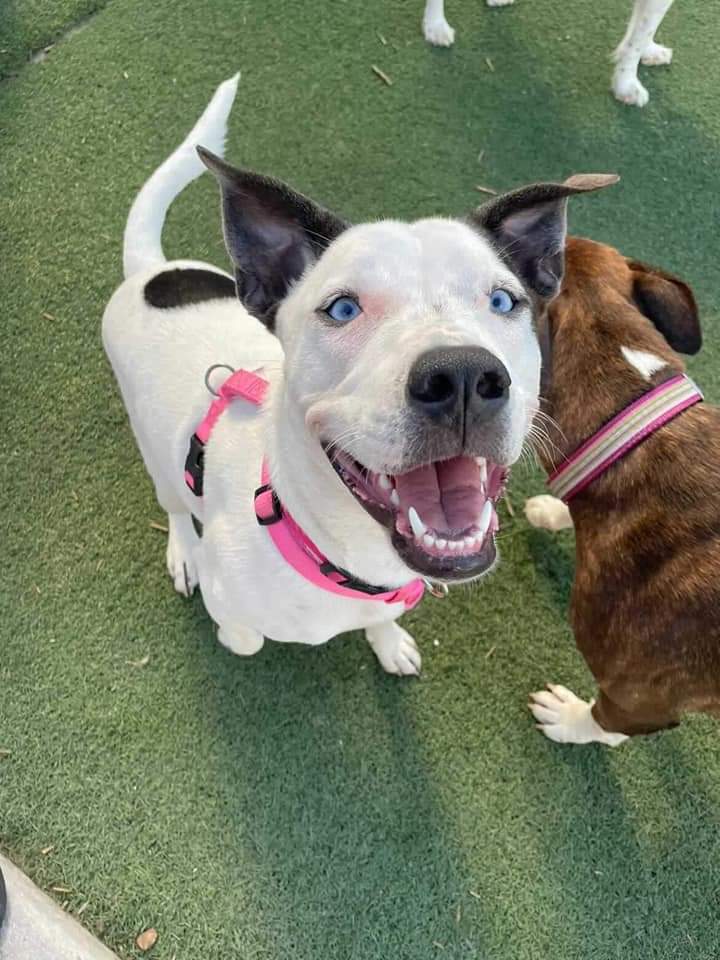 Maxx & Me rescue dogs