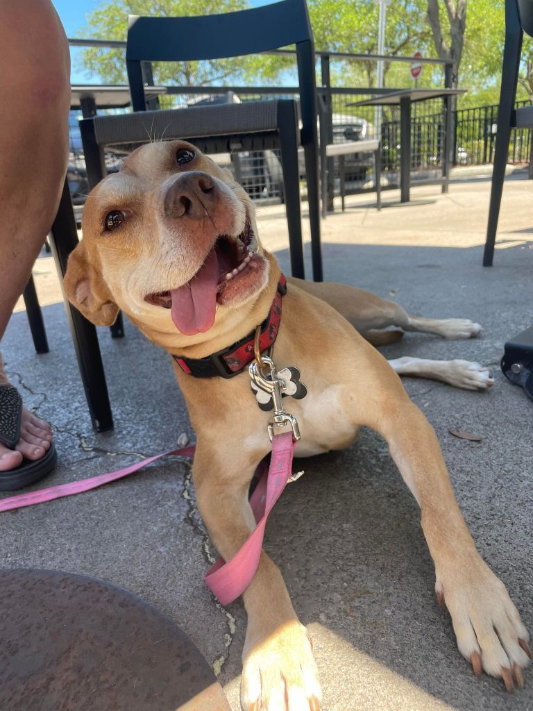 Paisley - rescued dog